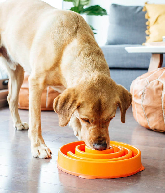 Playful Fun Feeder Slow Bowl for Dogs - Large