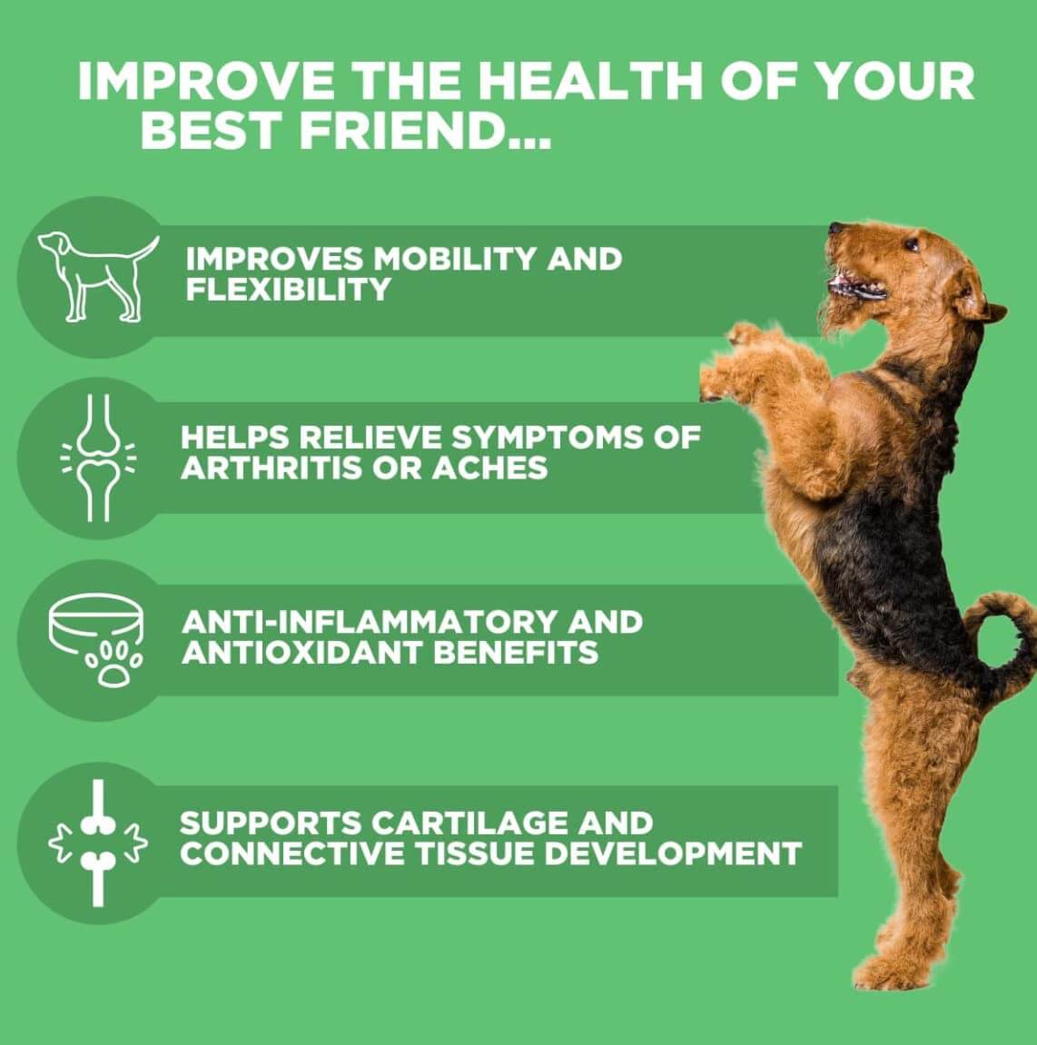 Grain-Free Hip & Joint Soft Chews for Dogs - 480g